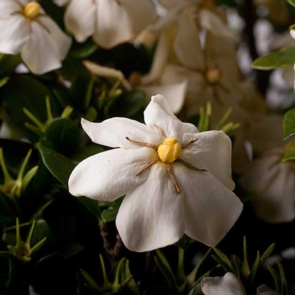 White Fragrant Gardenia Evergreen Shrub 2 Gallon I2050