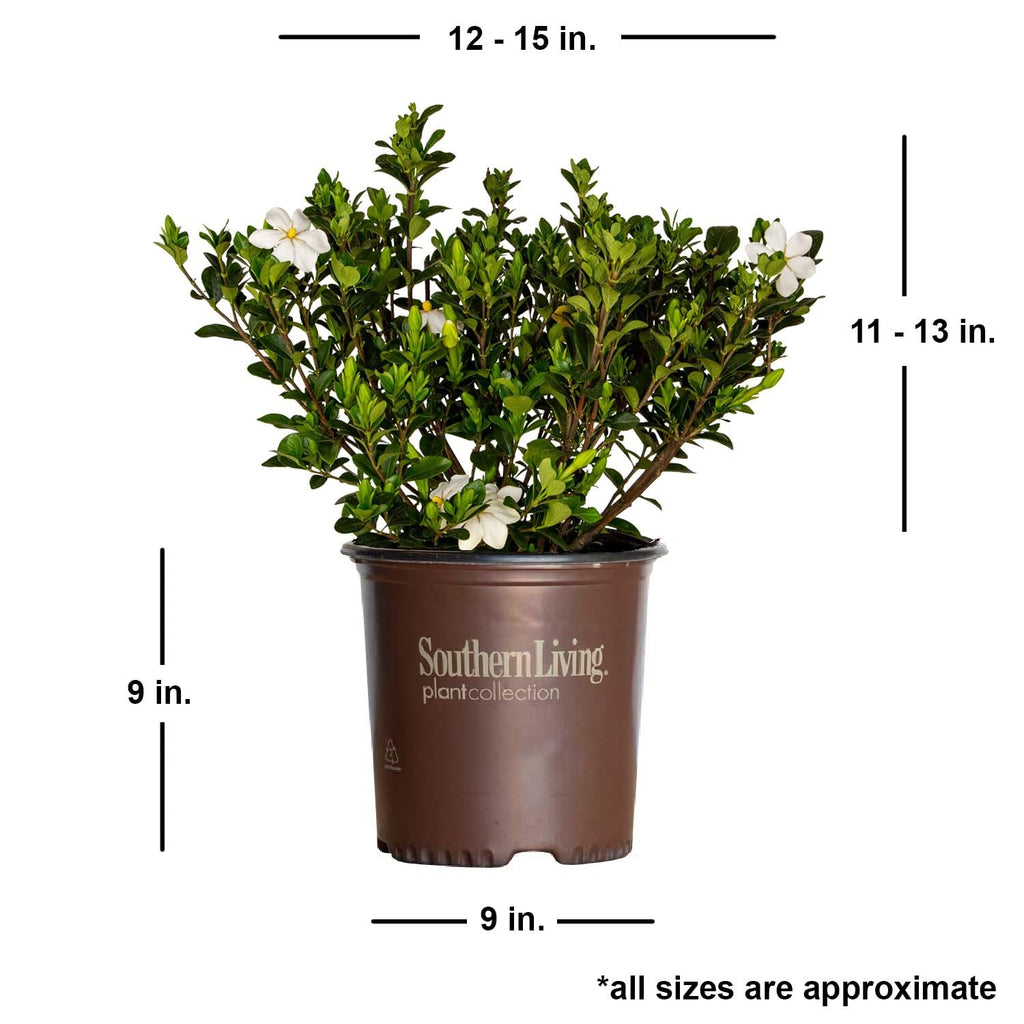 White Fragrant Gardenia Evergreen Shrub 2 Gallon I2050