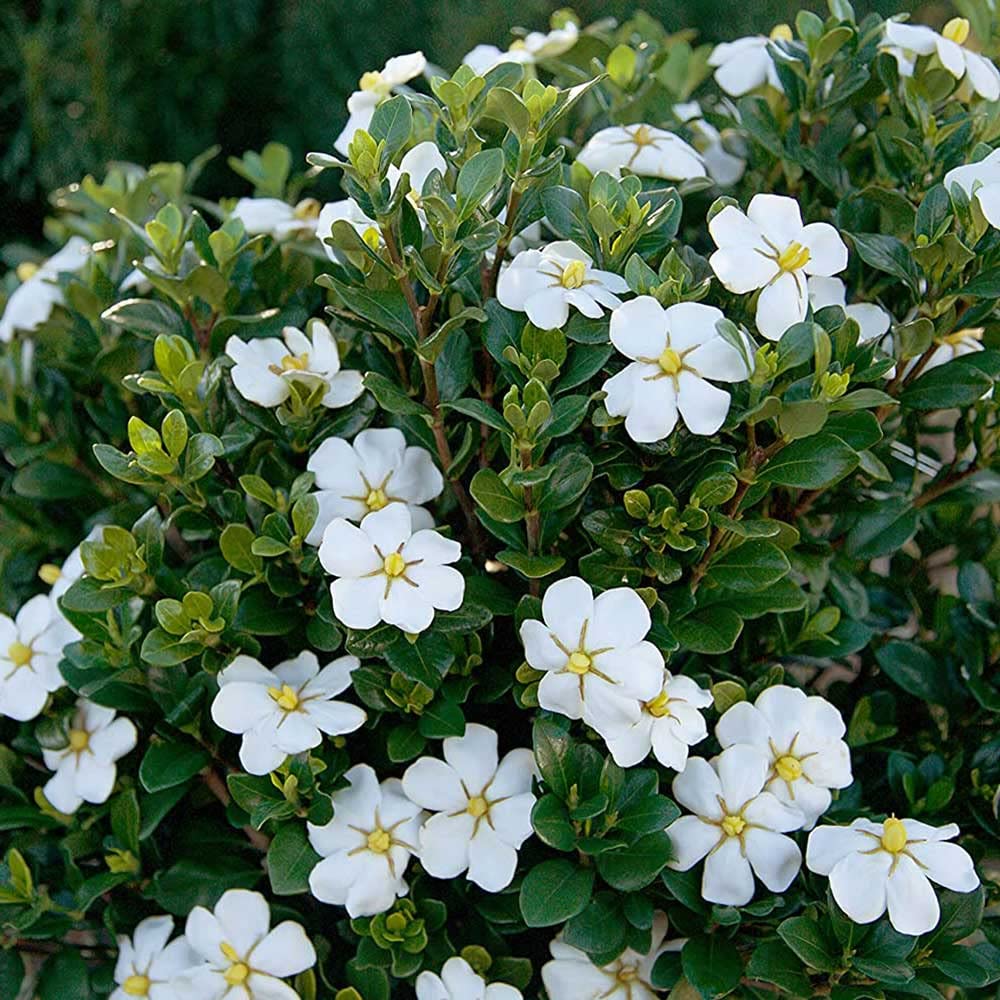 White Fragrant Gardenia Evergreen Shrub 2 Gallon I2050