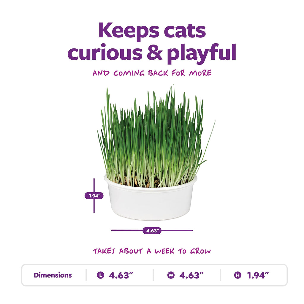 Organic Oat Grass Cat Grass Grow Kit D6921
