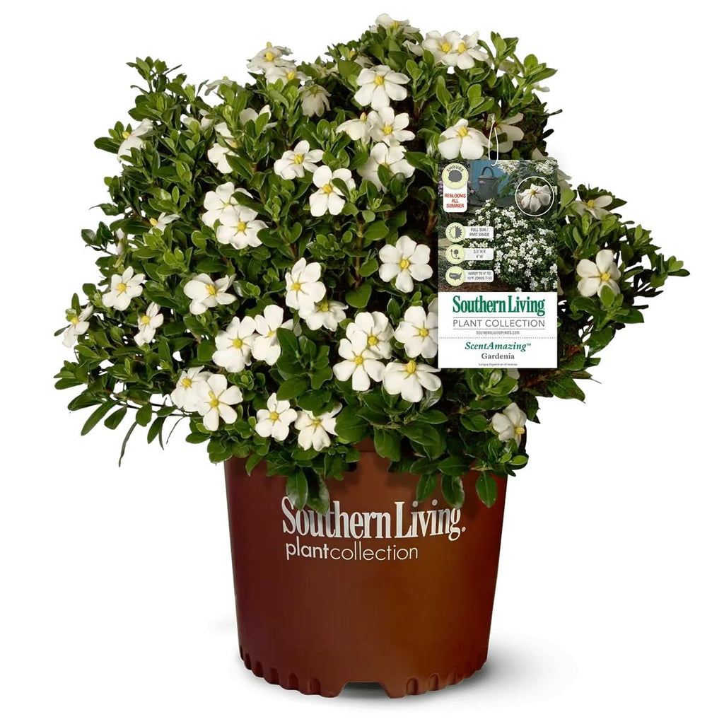 White Fragrant Gardenia Evergreen Shrub 2 Gallon I2050