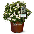 White Fragrant Gardenia Evergreen Shrub 2 Gallon I2050