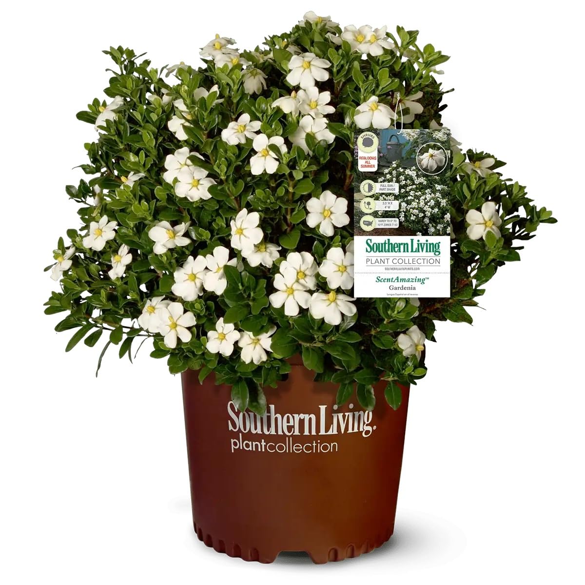 White Fragrant Gardenia Evergreen Shrub 2 Gallon I2050