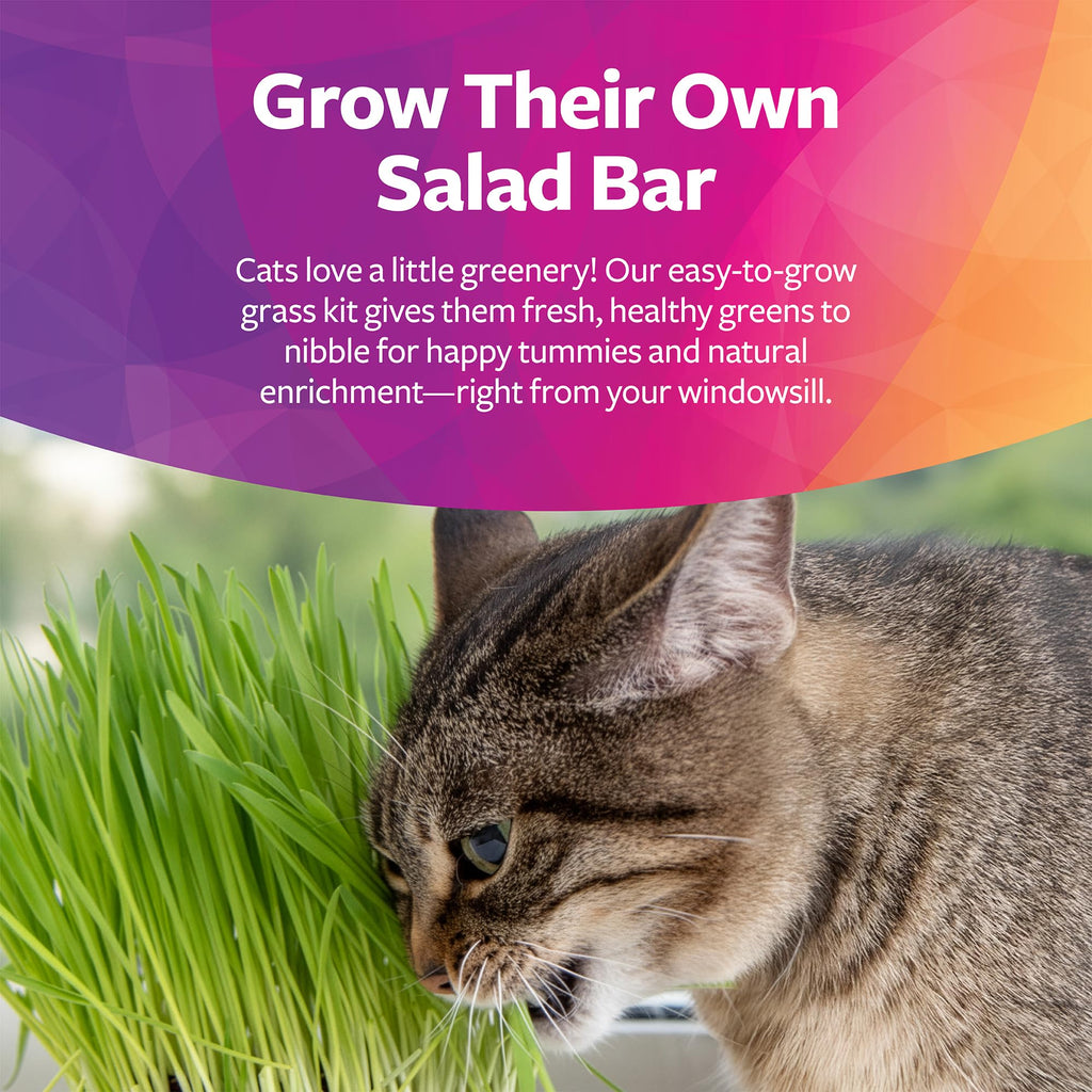 Organic Oat Grass Cat Grass Grow Kit D6921