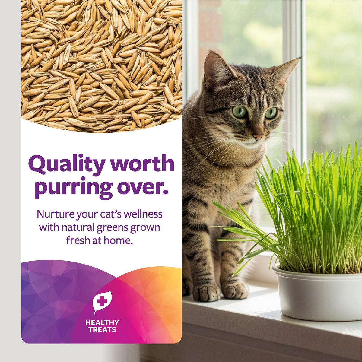 Organic Oat Grass Cat Grass Grow Kit D6921