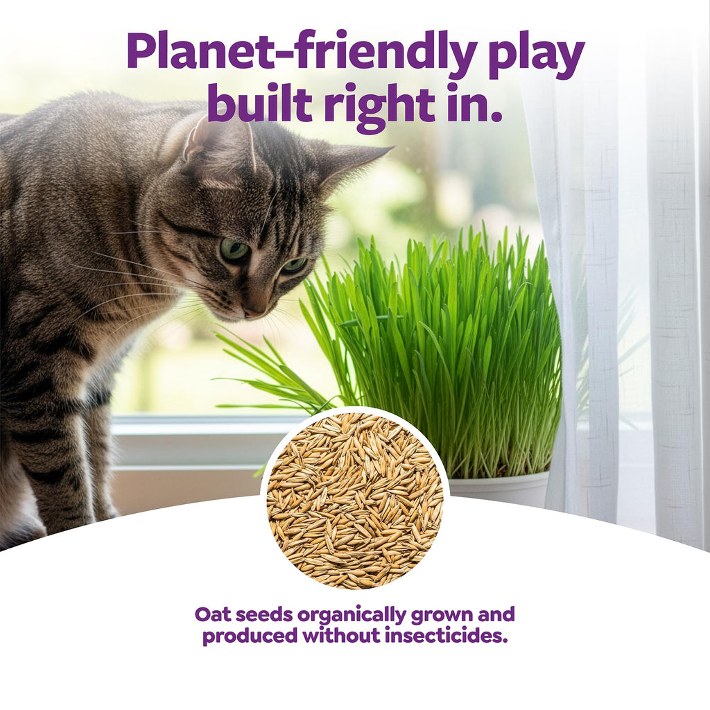 Organic Oat Grass Cat Grass Grow Kit D6921