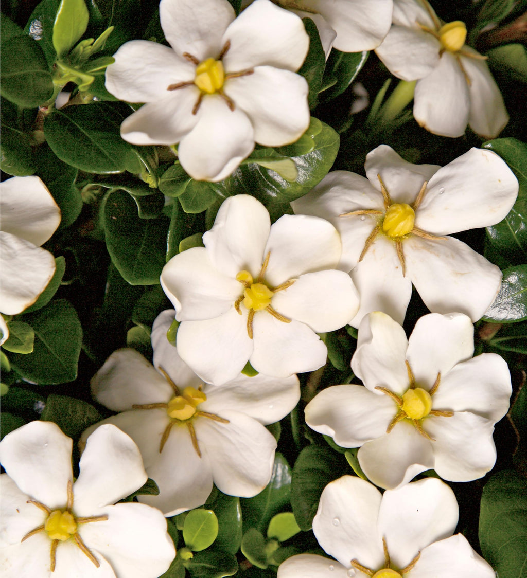 White Fragrant Gardenia Evergreen Shrub 2 Gallon I2050