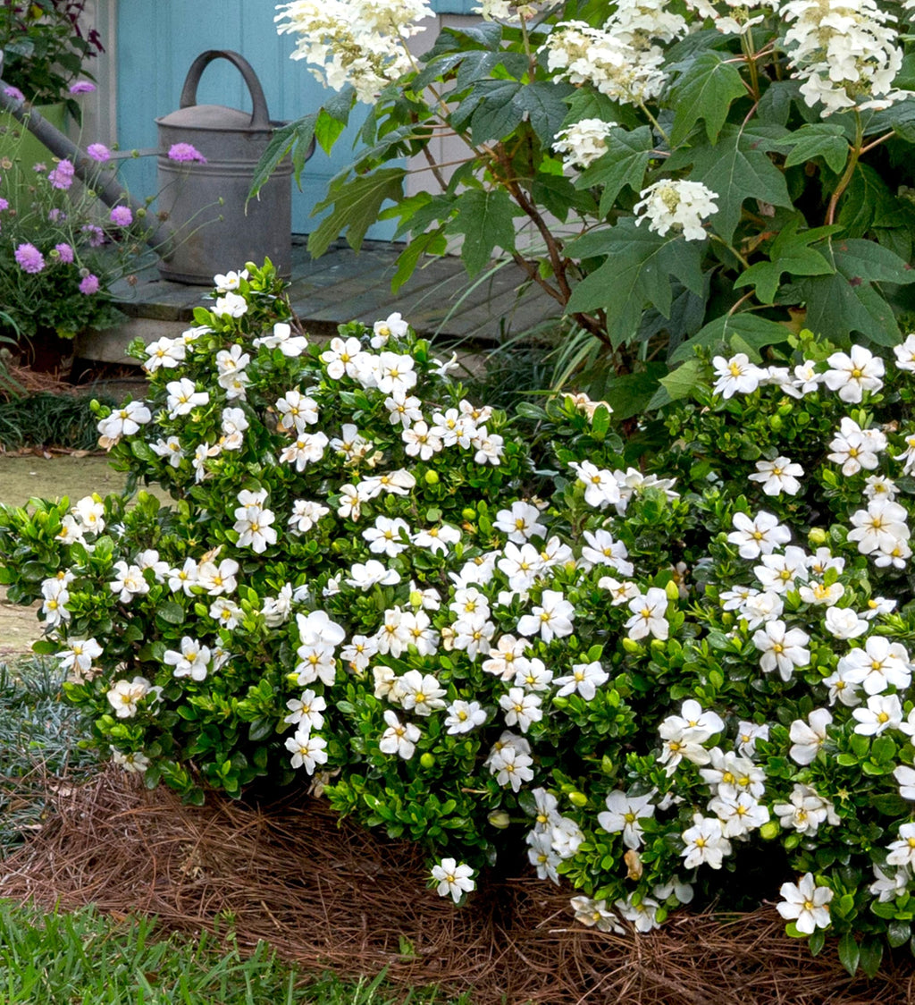 White Fragrant Gardenia Evergreen Shrub 2 Gallon I2050